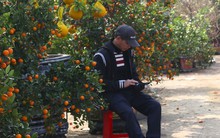 Dân buôn ngồi lướt điện thoại, đào quất Tết ế chỏng ế chơ