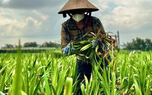 Hoa Tết mất mùa, người trồng điêu đứng