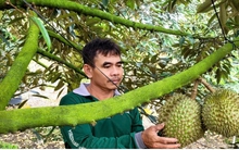 Trái sầu riêng cận Tết giảm giá sâu, nhà vườn đón Tết kém vui