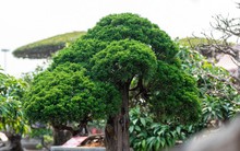 Cặp tùng có giá hơn 2,7 tỷ xuất hiện tại hội chợ hoa ở Hạ Long