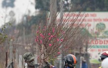 Hà Nội: Đào Nhật Tân tăng giá mạnh, chi tiền triệu vẫn khó mua