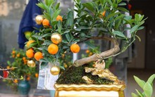 Chơi trội dát vàng lên quả quất Tứ Liên, tiểu thương bán giá tiền triệu