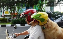 Từ năm 2025, tăng mức phạt khi đi xe máy đèo theo chó, mèo hay các loại vật nuôi