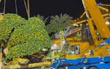 Chia sẻ từ nghệ nhân hé lộ lý do vì sao đại gia sẵn sàng chi 200 triệu cho 1 chậu quýt cảnh trưng Tết