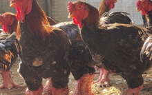 Cho gà ăn thịt heo, nằm điều hòa để biến thành đặc sản 'tiến vua' ngày Tết