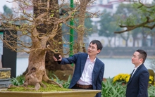 Những gốc hoàng mai có giá bạc tỷ ở cố đô Huế