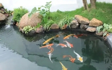 Các mẫu thiết kế nhà vườn có ao cá được ưa chuộng nhất năm 2025