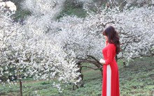 Tin gió mùa đông bắc mới nhất: Miền Bắc rét đậm ngày cận Tết, nhiều nơi xuống dưới 10 độ C