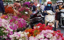 7 chợ hoa Tết nổi tiếng ở TP.HCM 'khách cứ đến là ôm hoa về'