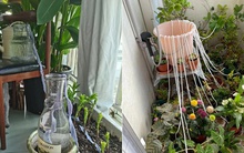 Về quê ăn Tết, cô gái trẻ nghĩ ra cách tự tưới nước cho cây VÔ CÙNG THÔNG MINH, khiến ai cũng trầm trồ