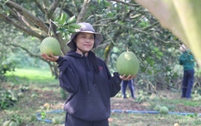 Nông dân lãi tiền tỉ với mùa bưởi Tết bội thu
