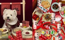 Quá sốc trước xu hướng tiệc tất niên cho thú cưng: Thực đơn gồm bào ngư vi cá, giá tiền lên tới cả triệu