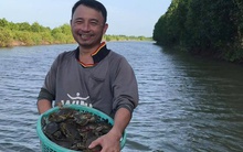 Cua biển ngon nhất ở Cà Mau đang có giá lên đến hơn 1,1 triệu đồng/kg