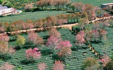 Rực rỡ mai anh đào trên đồi chè Cầu Đất - Đà Lạt