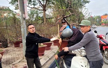 Đào, quất Tết giảm giá sớm