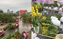 Xót xa hình ảnh đào, quất Tết đổ la liệt sau trận gió mạnh khi không khí lạnh tràn về: Tiểu thương khóc ròng