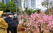 Đào bung nở khắp phố dưới mưa rét, tiểu thương "cắn răng" xả lỗ