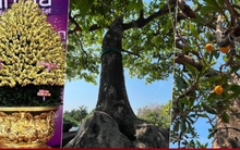 3 cây cảnh đắt nhất thị trường Tết 2025: Giá bán khiến ai cũng giật mình