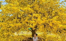 Ngóng cây mai vàng “đẹp nhất Việt Nam" bao năm bung nở đúng Mùng 1 Tết