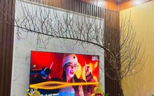 Bức ảnh chụp cành đào “u tối”: Gia chủ “rơi lệ”, dân mạng không nhịn được cười