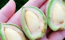 Quả người Việt chỉ ăn hạt, ở nước ngoài bán nguyên quả mà “hái ra tiền”