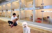 Cày cuốc cả năm để Tết này thú cưng được chăm sóc như VIP, "con sen" không ngại chi đậm!