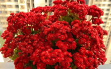 Người xưa có câu: “Ngày Tết trong nhà có 3 loại cây, gia chủ không phát tài cũng đắc lộc”