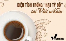 Loại cây tỷ đô giúp Việt Nam trở thành ‘ông trùm’ xuất khẩu đứng thứ 2 thế giới: Năng suất dẫn đầu toàn cầu, tỉnh nào trồng nhiều nhất?