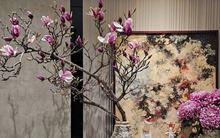 Điềm báo tốt lành: 5 loài hoa nở rộ vào đầu năm mới 2025, gia chủ sắp phát tài, càng làm càng vượng