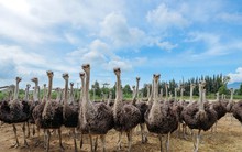 ‘Đột nhập’ trang trại đà điểu lớn nhất Việt Nam