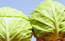 Bắp cải hình bầu dục hay bắp cải hình tròn ngon hơn?