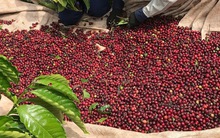Giá cà phê hôm nay 1-10: Quay đầu tăng, khép lại vụ cà phê cũ như mơ