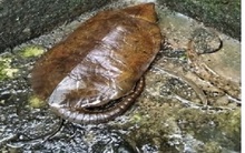 Nghe tiếng động lạ, người dân phát hiện loài vật quý hiếm tưởng như sắp tuyệt chủng: Nhiều người Việt hân hoan