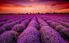 Giữa lùm xùm bị "rút ruột" gần 5.900 tỷ, một cổ phiếu chứng khoán bất ngờ "tím lịm" sau khi rót vốn vào công ty tài sản mã hóa