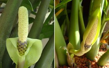 Loại cây sinh vượng khí, hút tài lộc nhưng chứa chất độc nguy hiểm: Nhiều người trồng trong nhà