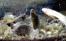 Lộ diện "vua" xuất khẩu cá rô phi của Việt Nam: Công ty mẹ có vốn hóa gần 7.700 tỷ, lợi nhuận 6T2025 gấp 32 lần cùng kỳ