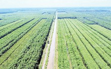 Loài cây “đẻ ra tiền tỷ” trên đất phèn U Minh Hạ: “Của hiếm” giúp người dân đổi đời