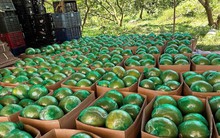 Không phải sầu riêng, loại quả của Việt Nam khiến cựu Thứ trưởng Bộ Nông nghiệp Mỹ phải tấm tắc khen ngon: sản lượng 1 triệu tấn/năm, vừa có thêm 'visa' sang Úc