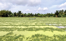 Trồng loại rau dân dã ‘bò’ trên mặt nước, người Việt thu hàng chục triệu/tháng: Ăn vào mát gan, dễ ngủ