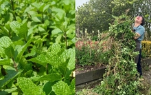 Đừng trồng 8 loại cây này trong nhà - tưởng đẹp mà hóa rước họa, ai từng trồng đều phải “hối hận muốn khóc”!