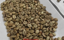 Giá cà phê hôm nay 13-10: Mỹ tăng mua đột biến, giá cà phê có tăng trở lại?