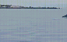 Đã mắt ngắm hàng chục con cá heo 'nhảy múa' giữa biển Hòn Cau