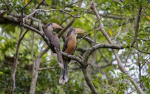 Loài chim quý hiếm bất ngờ xuất hiện ở vùng rừng núi Quảng Trị