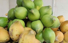 Điều gì khiến giá dừa tươi đột ngột giảm sâu?