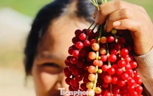 'Hạt ngọc trời' là gì, đắt đỏ ra sao mà người dân kéo nhau lên núi tìm kiếm?