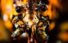 Cận cảnh tôm hùm calico siêu hiếm với tỷ lệ bắt được chỉ 1/30 triệu