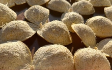 Loại vỏ trái cây thường bị bỏ đi lại được người Trung Quốc ví như thuốc quý