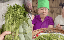 Món rau Tây Bắc gây sốt TikTok: Phắc cút tò ngòng là gì mà ai xem cũng muốn ăn thử?