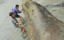 Sông sâu chảy xiết bỗng cạn khô cả đáy, bảo vật gỗ nghìn năm được phát hiện khiến cả làng hân hoan