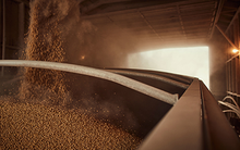 Trung Quốc đóng băng đơn hàng, Mỹ tăng mạnh đưa một loại ‘báu vật’ vào Việt Nam với giá rẻ bất ngờ: Thuế nhập khẩu 0%, nước ta mua hàng triệu tấn mỗi năm